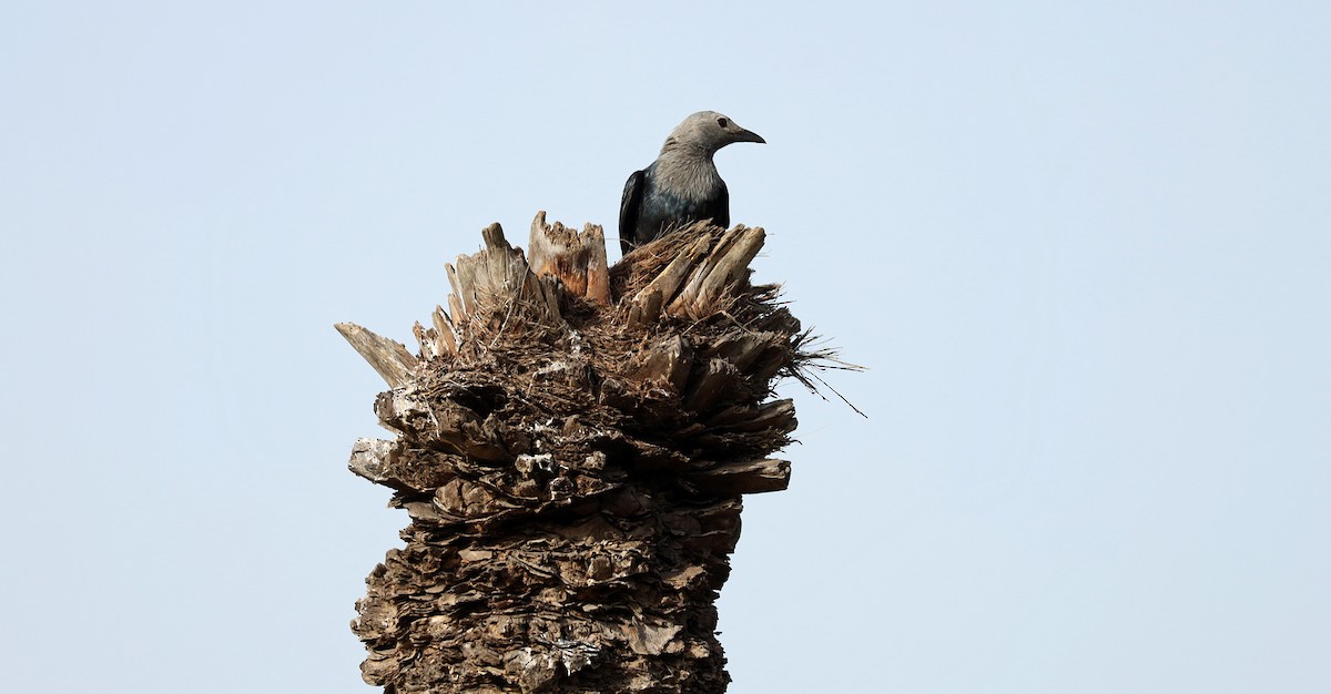 Somali Starling - ML636330300