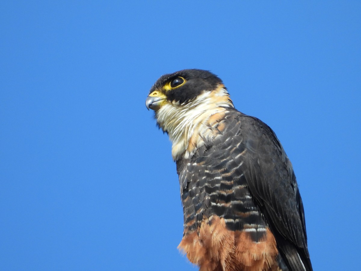 Bat Falcon - ML636330311