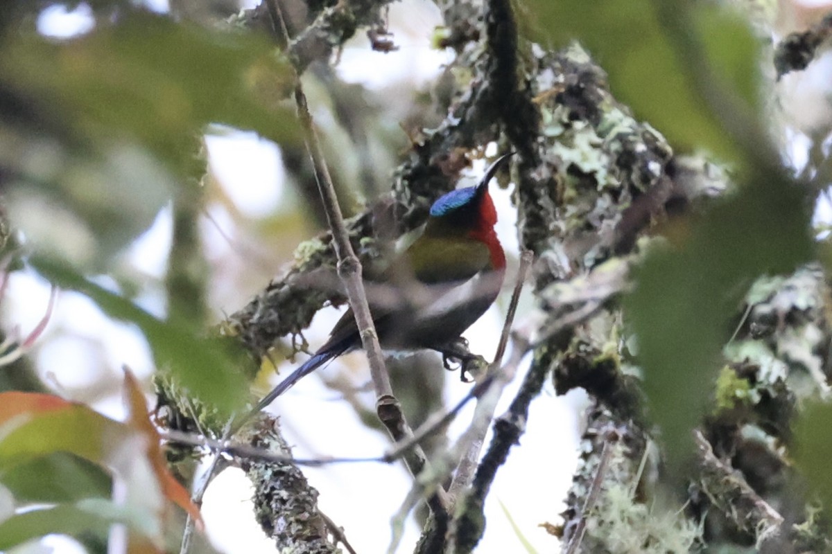 White-flanked Sunbird - ML636330336