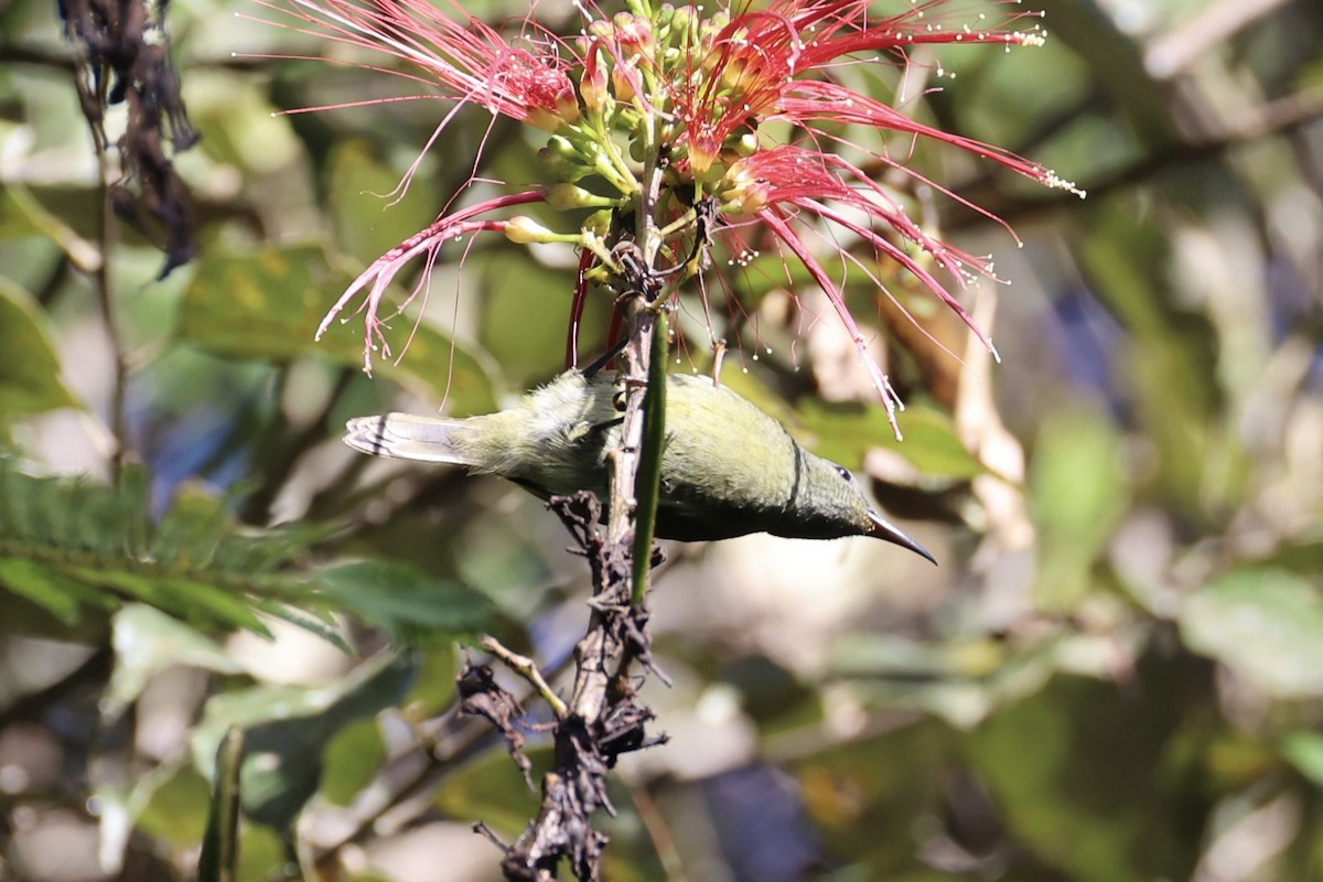 White-flanked Sunbird - ML636330337