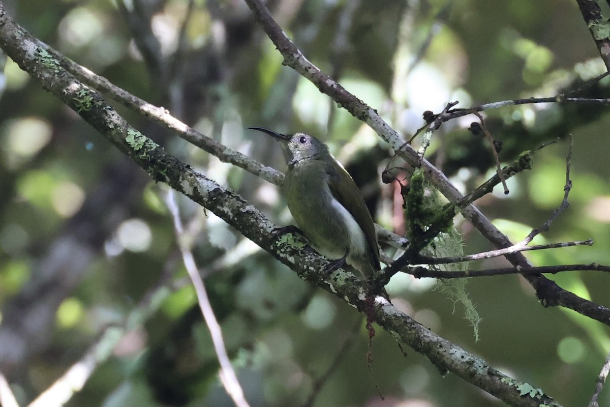 White-flanked Sunbird - ML636330338