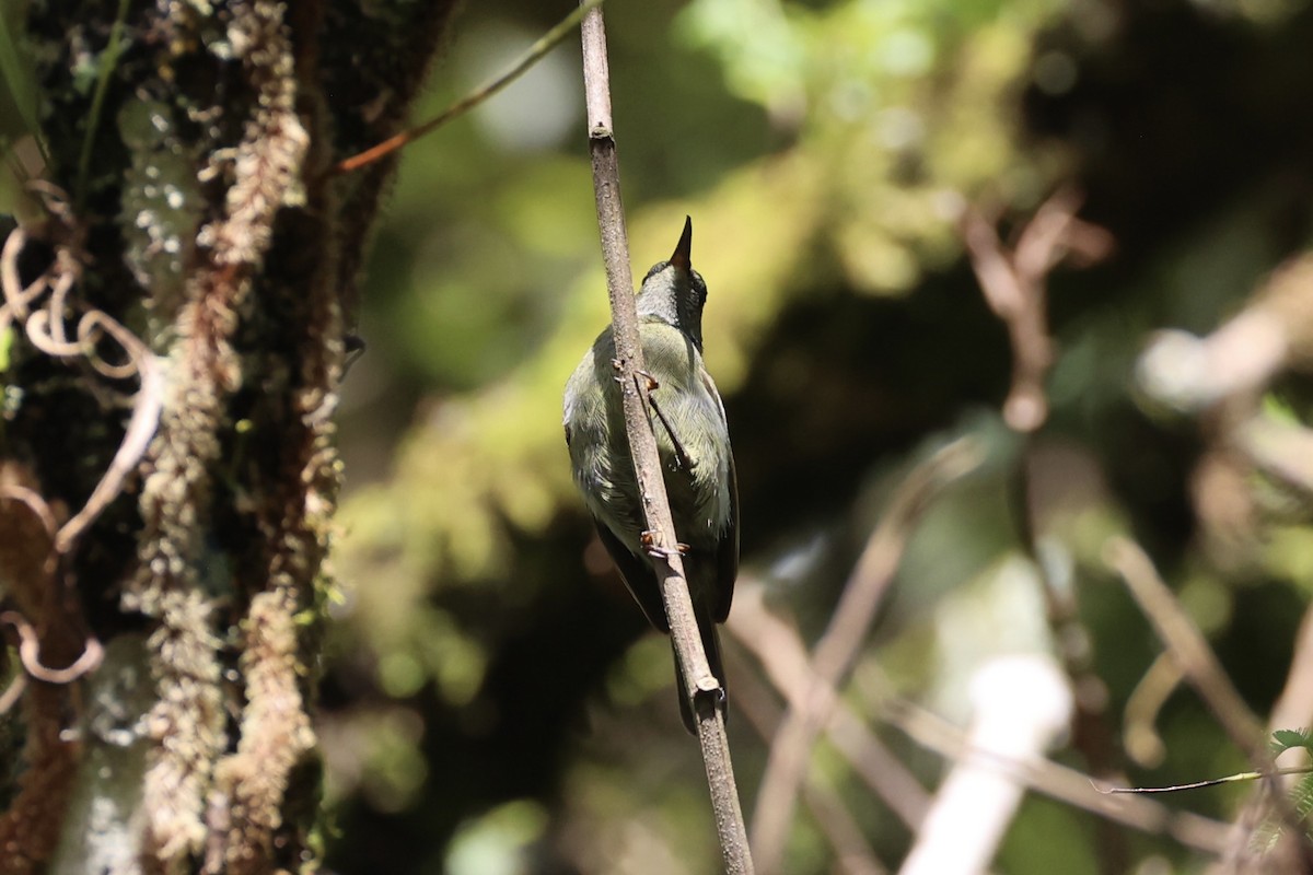 White-flanked Sunbird - ML636330339