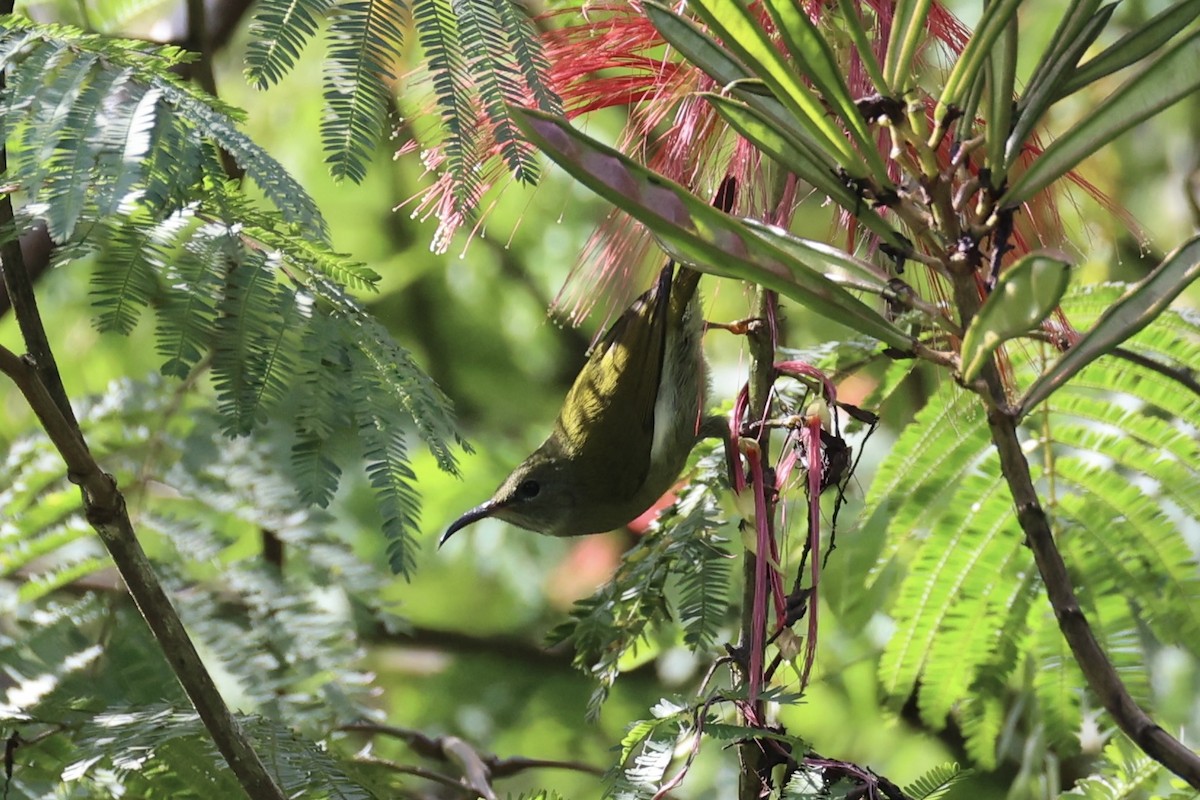White-flanked Sunbird - ML636330340