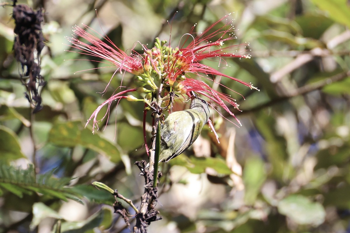 White-flanked Sunbird - ML636330342