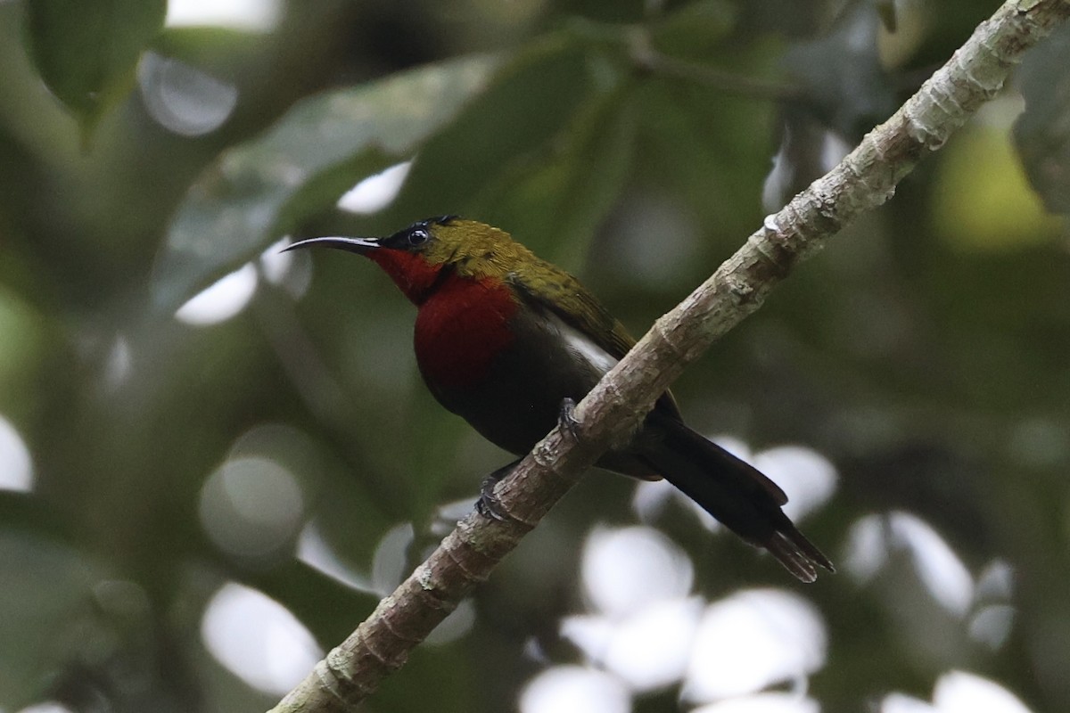 White-flanked Sunbird - ML636330343