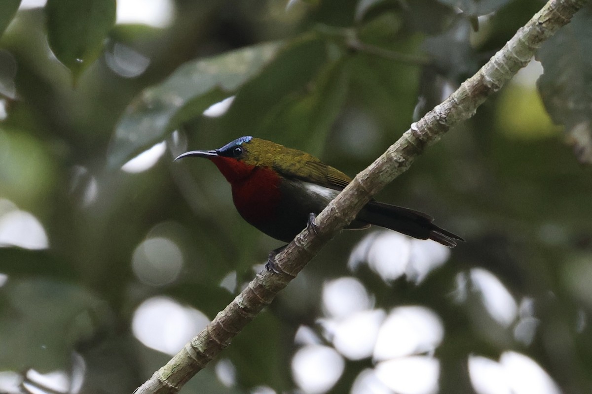 White-flanked Sunbird - ML636330344
