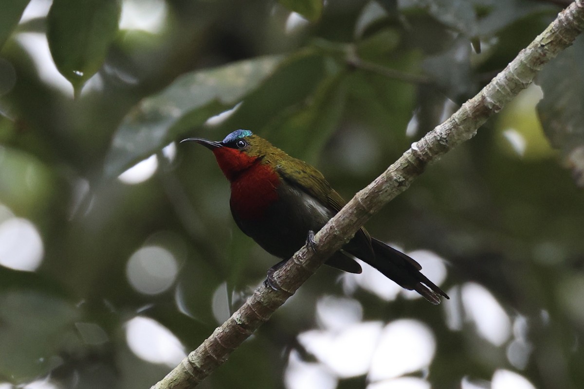 White-flanked Sunbird - ML636330346