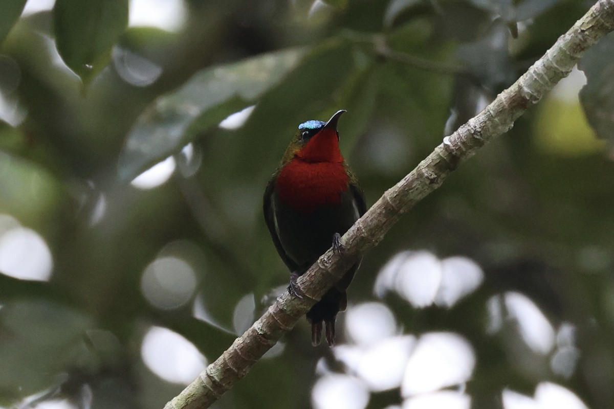White-flanked Sunbird - ML636330347