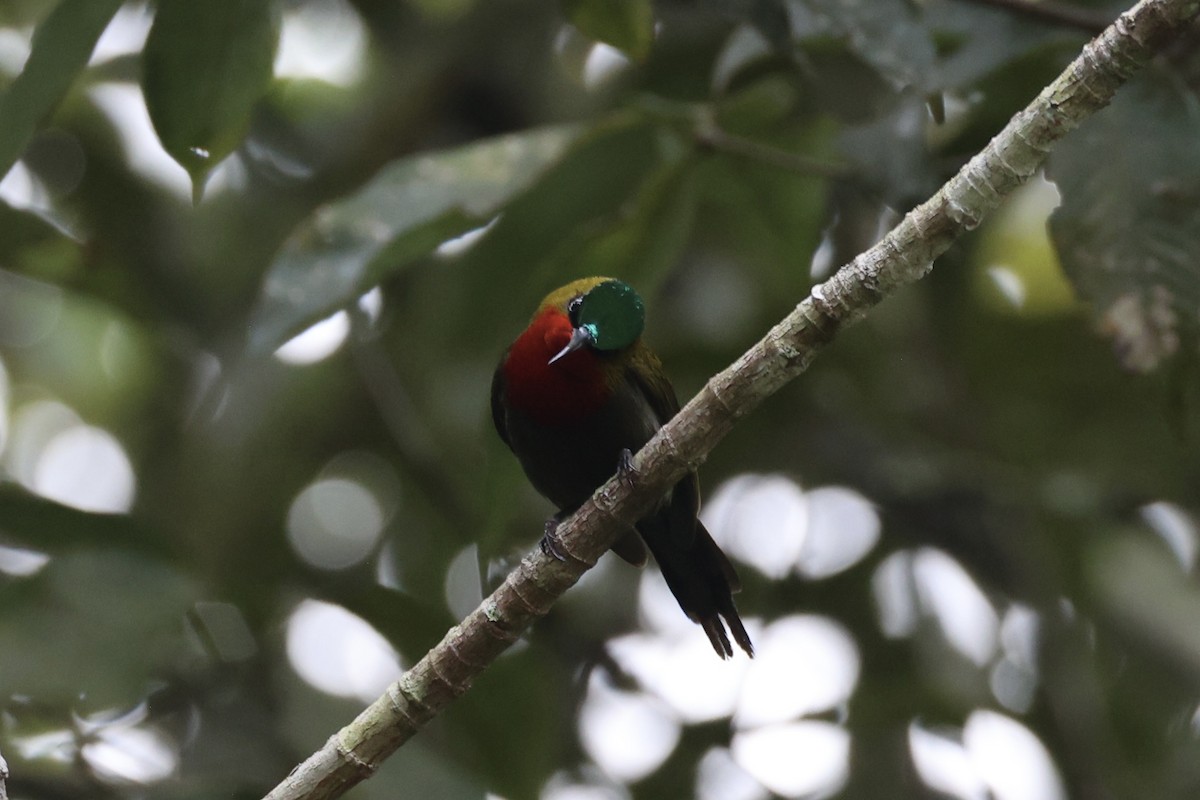 White-flanked Sunbird - ML636330348