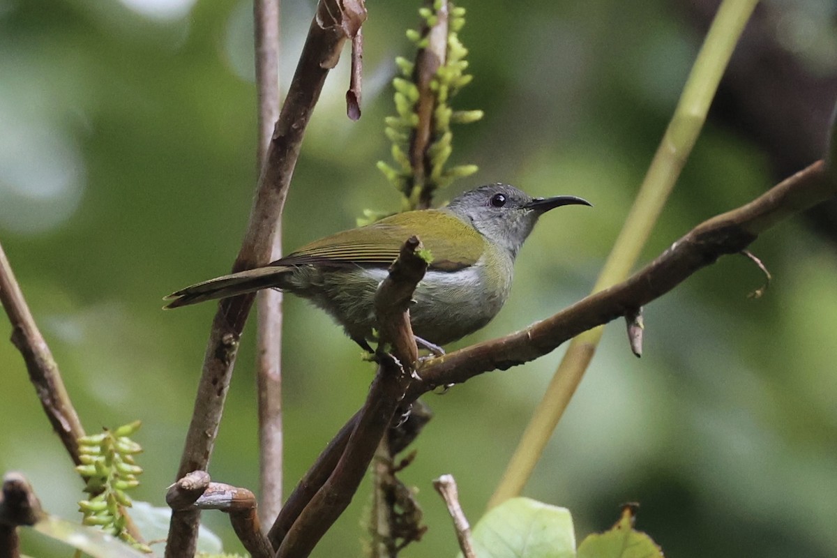 White-flanked Sunbird - ML636330349