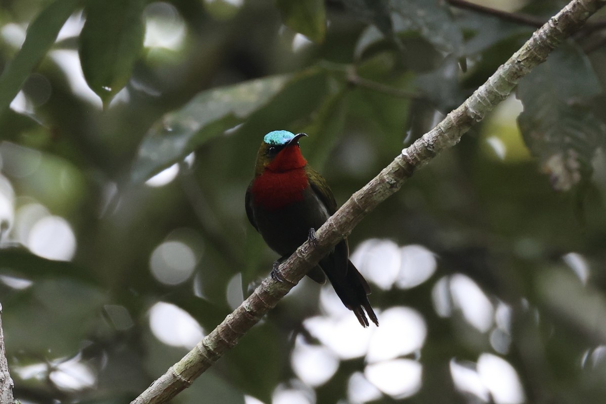 White-flanked Sunbird - ML636330350