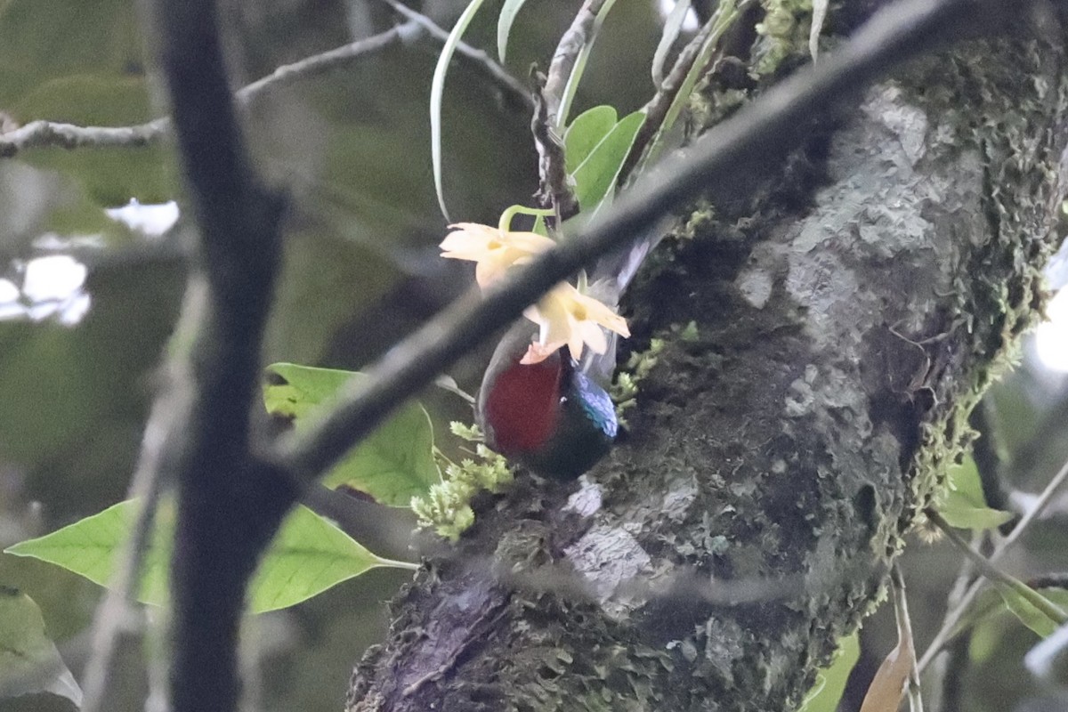 White-flanked Sunbird - ML636330351