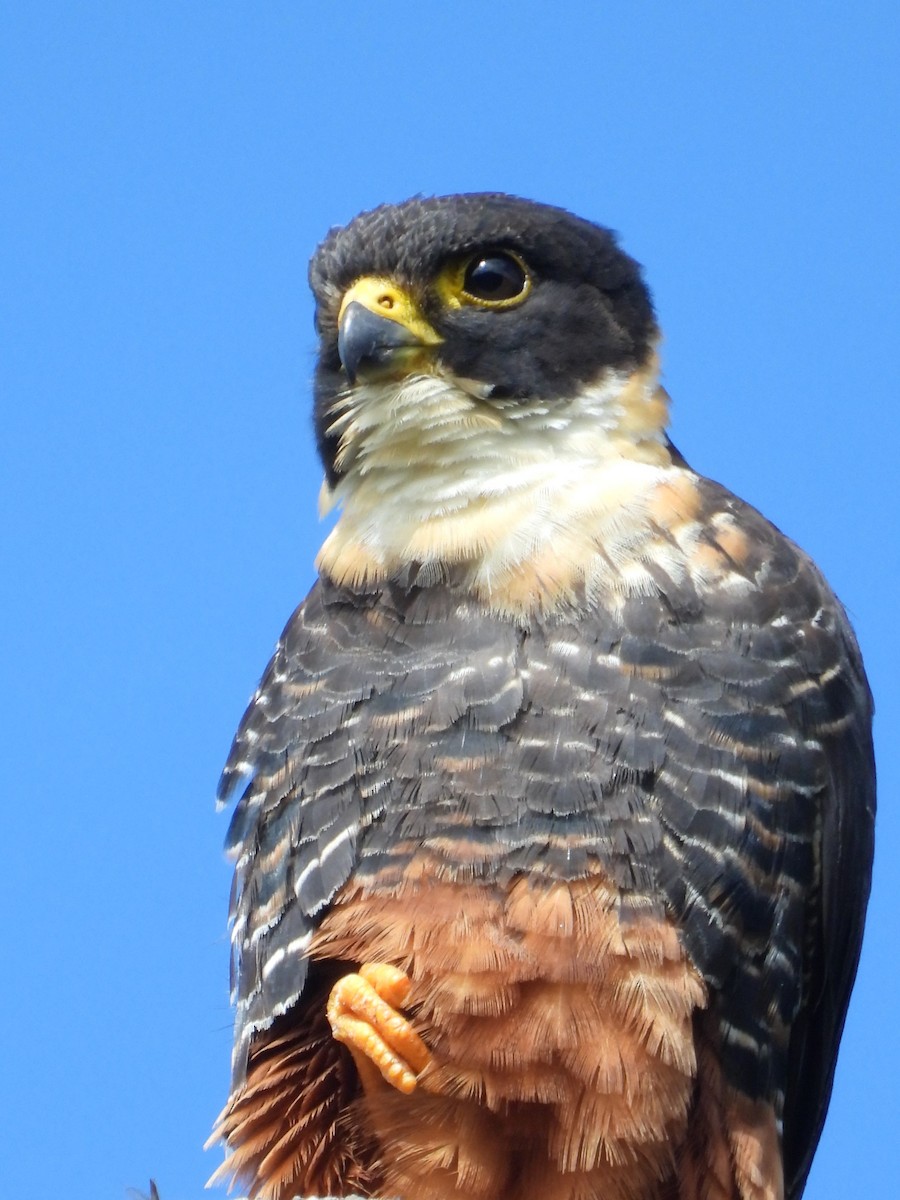 Bat Falcon - ML636330443