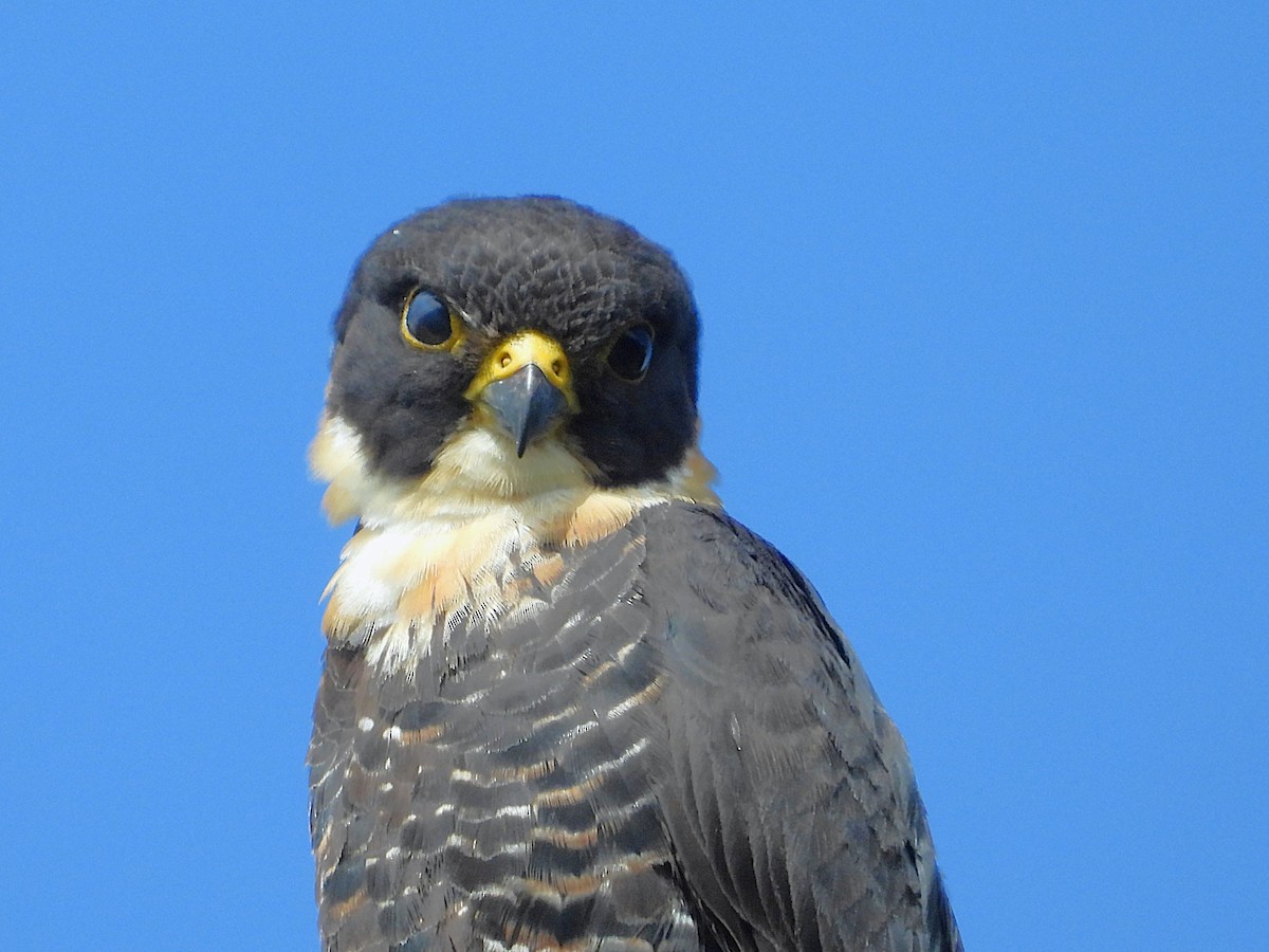 Bat Falcon - ML636330517