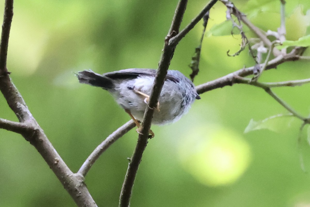 Pygmy Tit - ML636330555