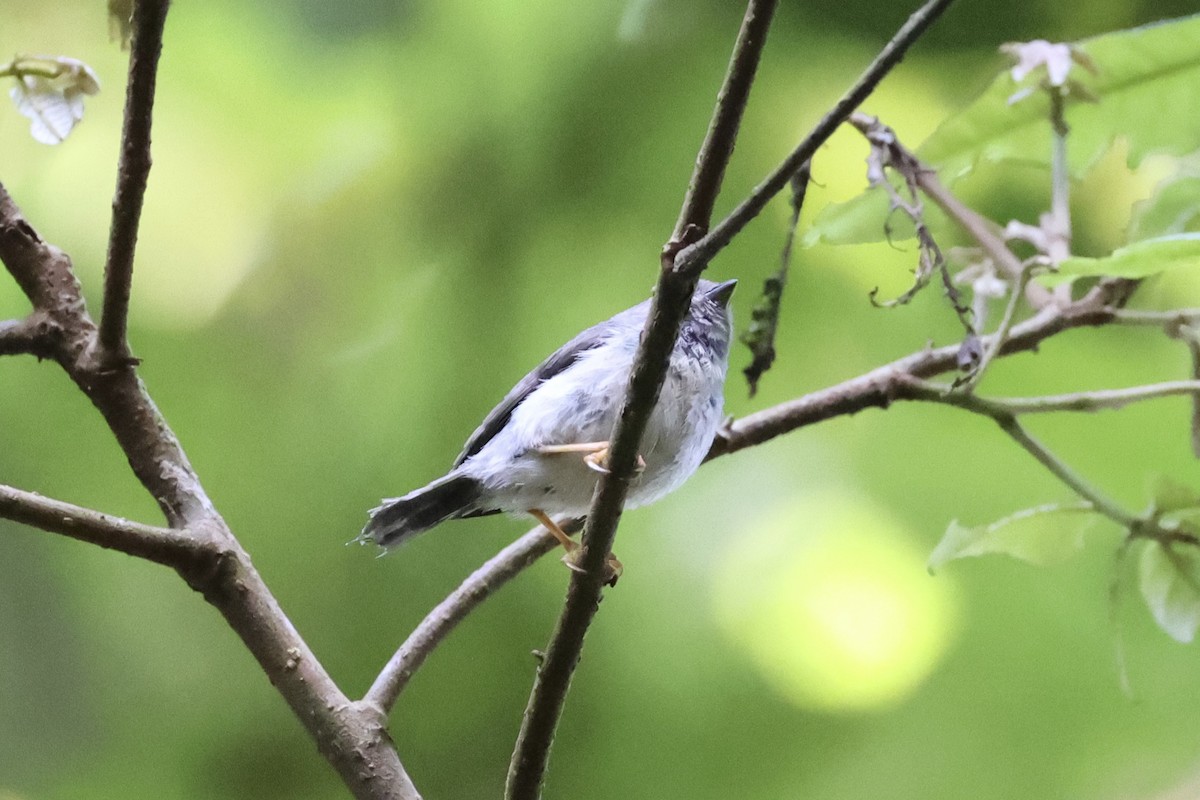 Pygmy Tit - ML636330556