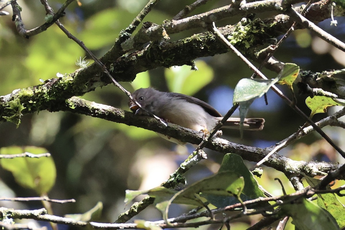 Pygmy Tit - ML636330557