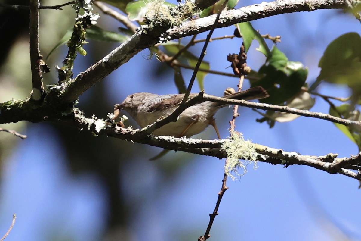 Pygmy Tit - ML636330558