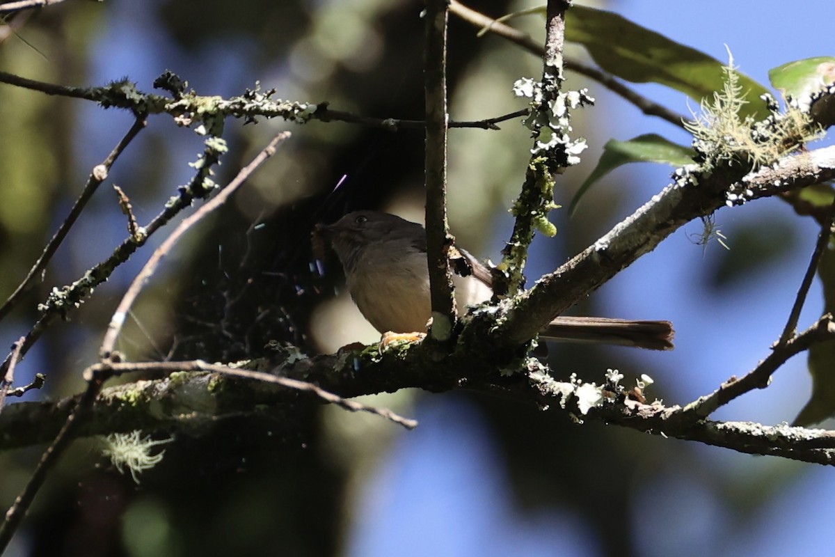 Pygmy Tit - ML636330559