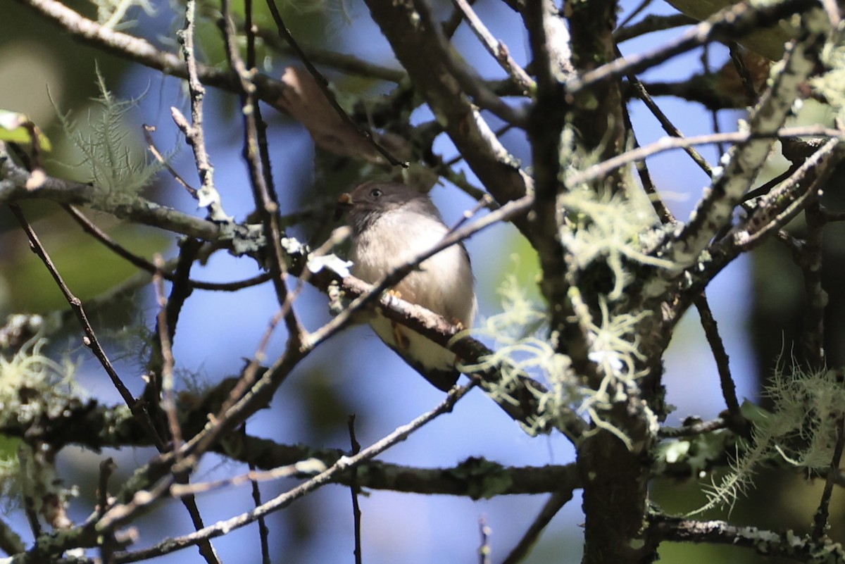 Pygmy Tit - ML636330560