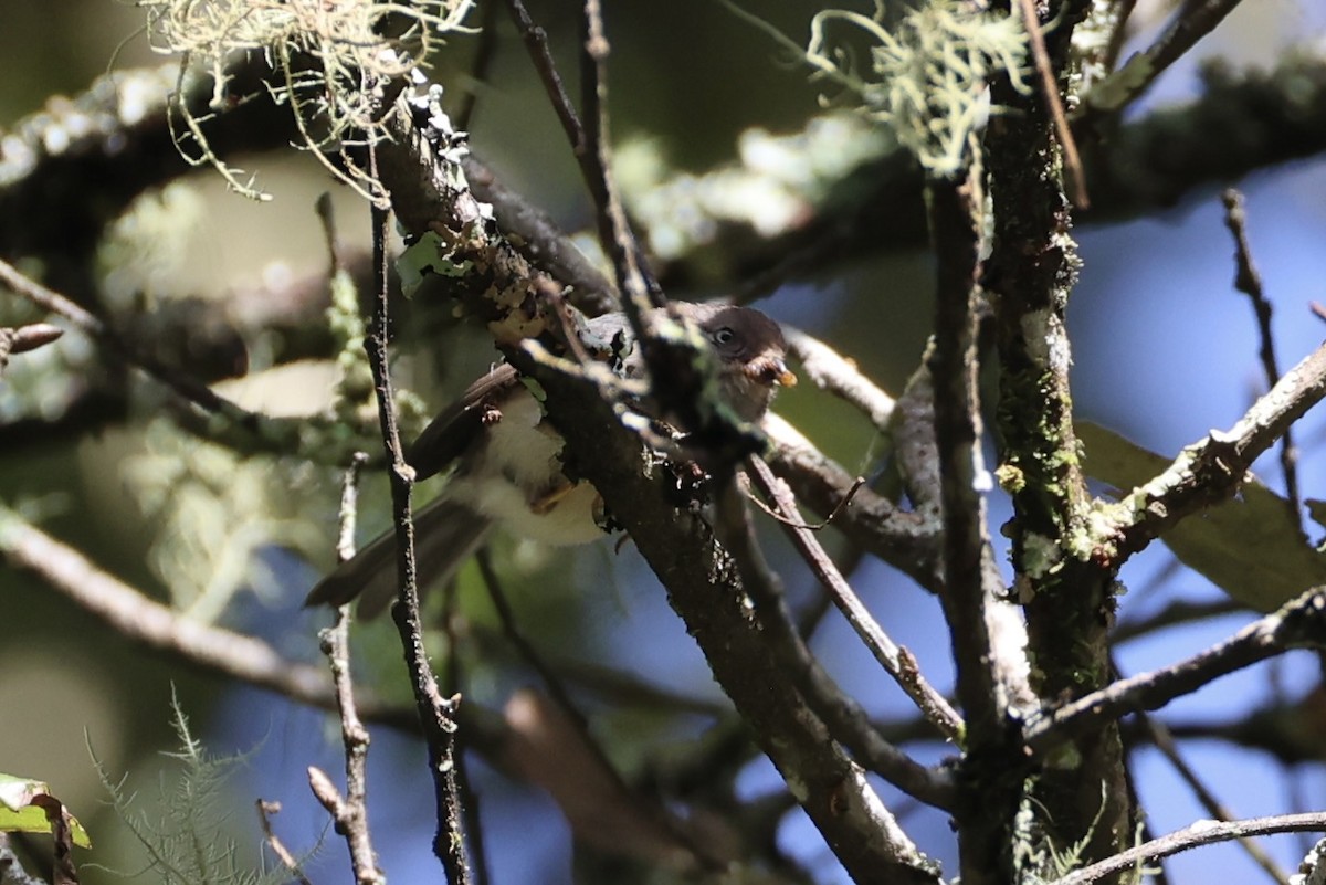 Pygmy Tit - ML636330561