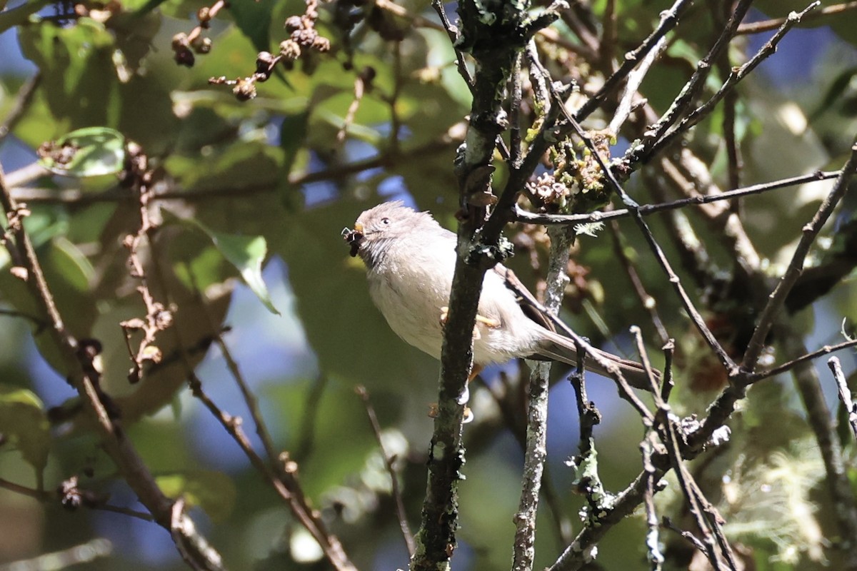 Pygmy Tit - ML636330562