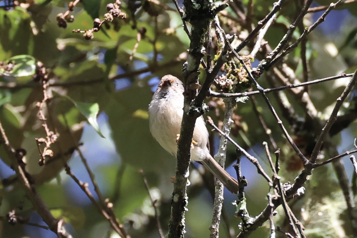 Pygmy Tit - ML636330563