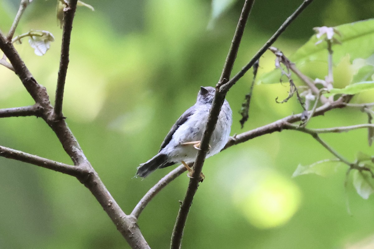 Pygmy Tit - ML636330565