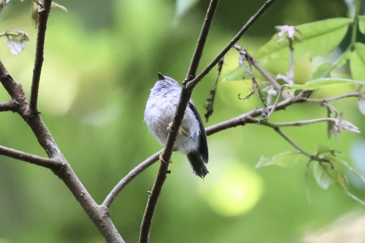 Pygmy Tit - ML636330566
