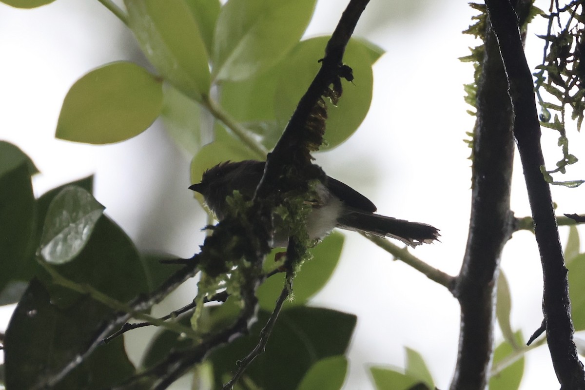 Pygmy Tit - ML636330567