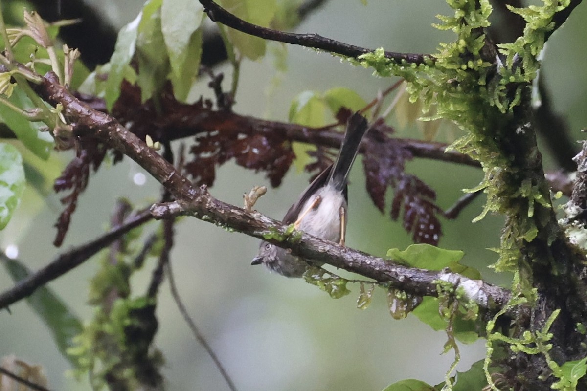 Pygmy Tit - ML636330568