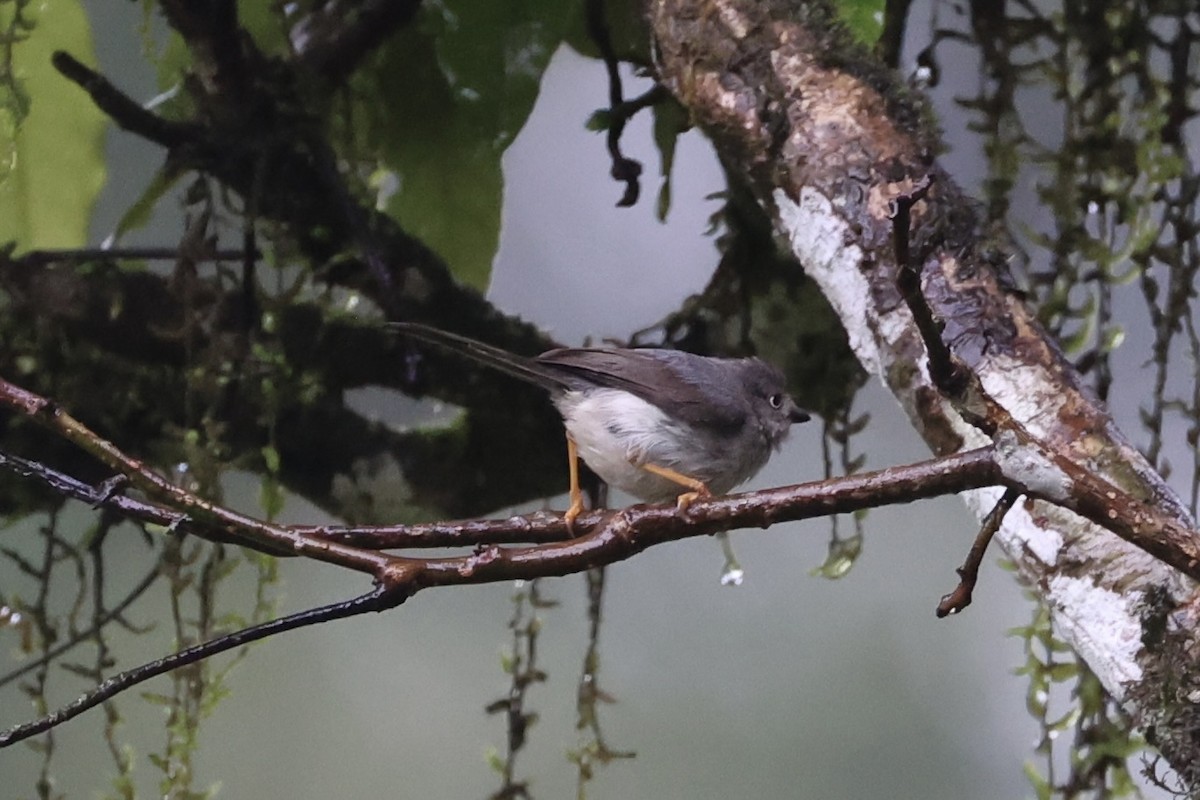Pygmy Tit - ML636330569