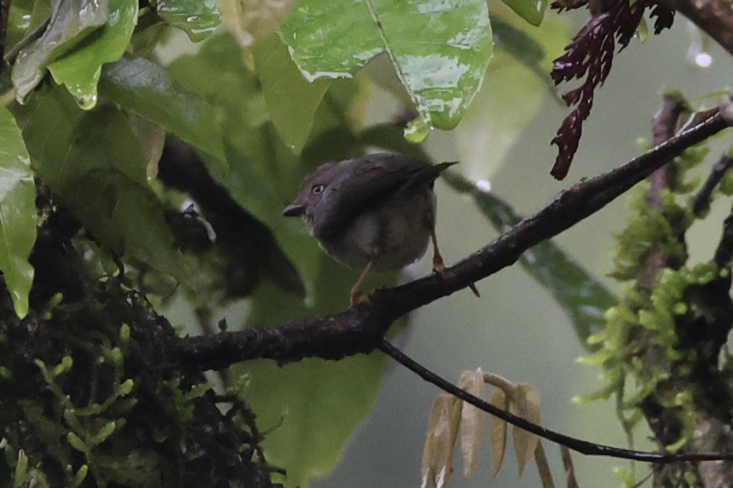 Pygmy Tit - ML636330570