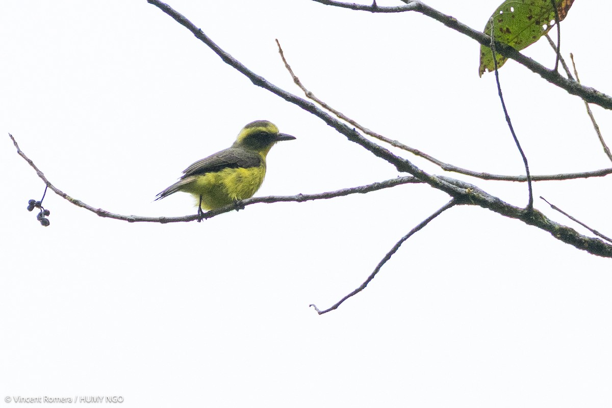 Lemon-browed Flycatcher - ML636330615