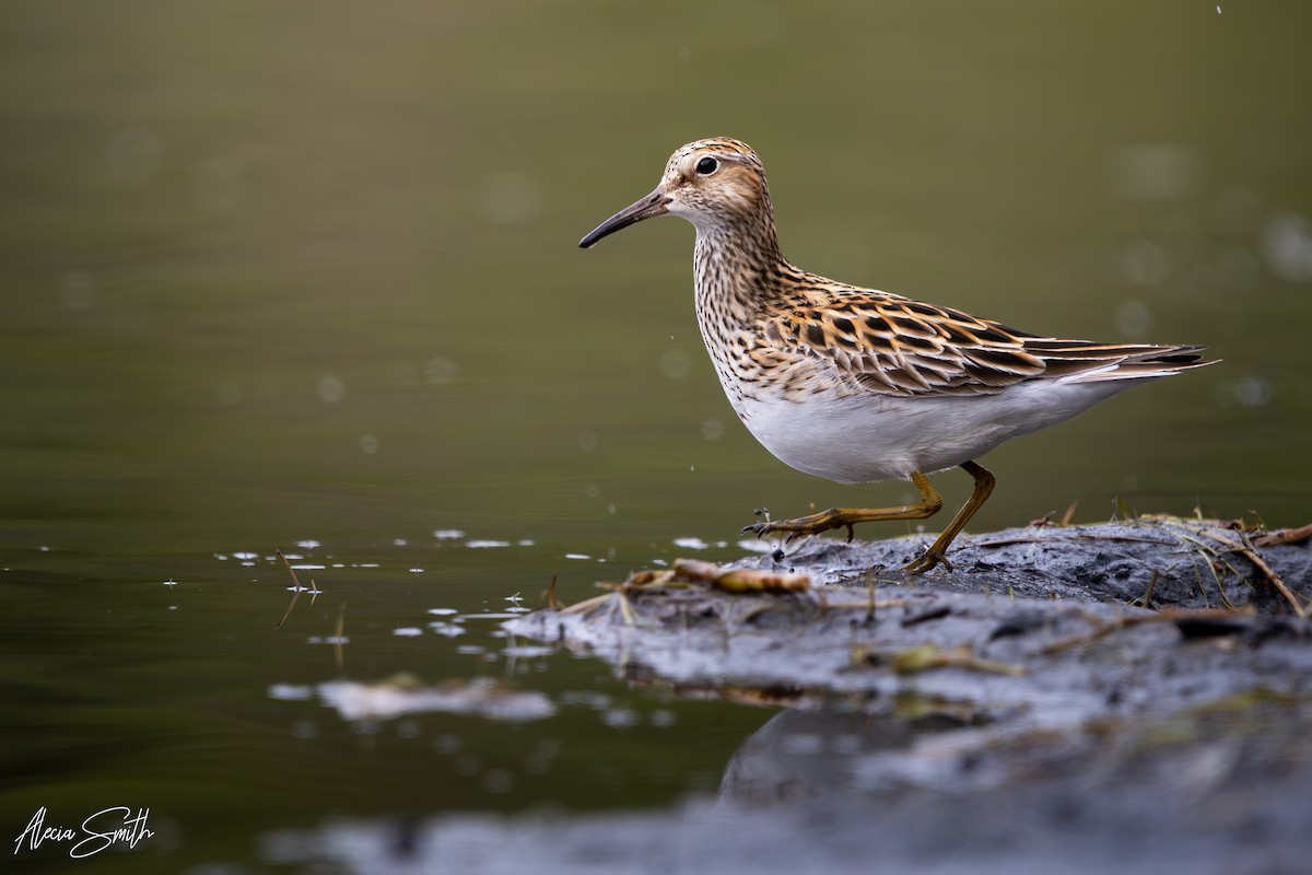 Pectoral Sandpiper - ML636330616