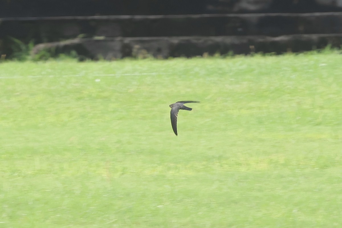 Cave Swiftlet - ML636330617