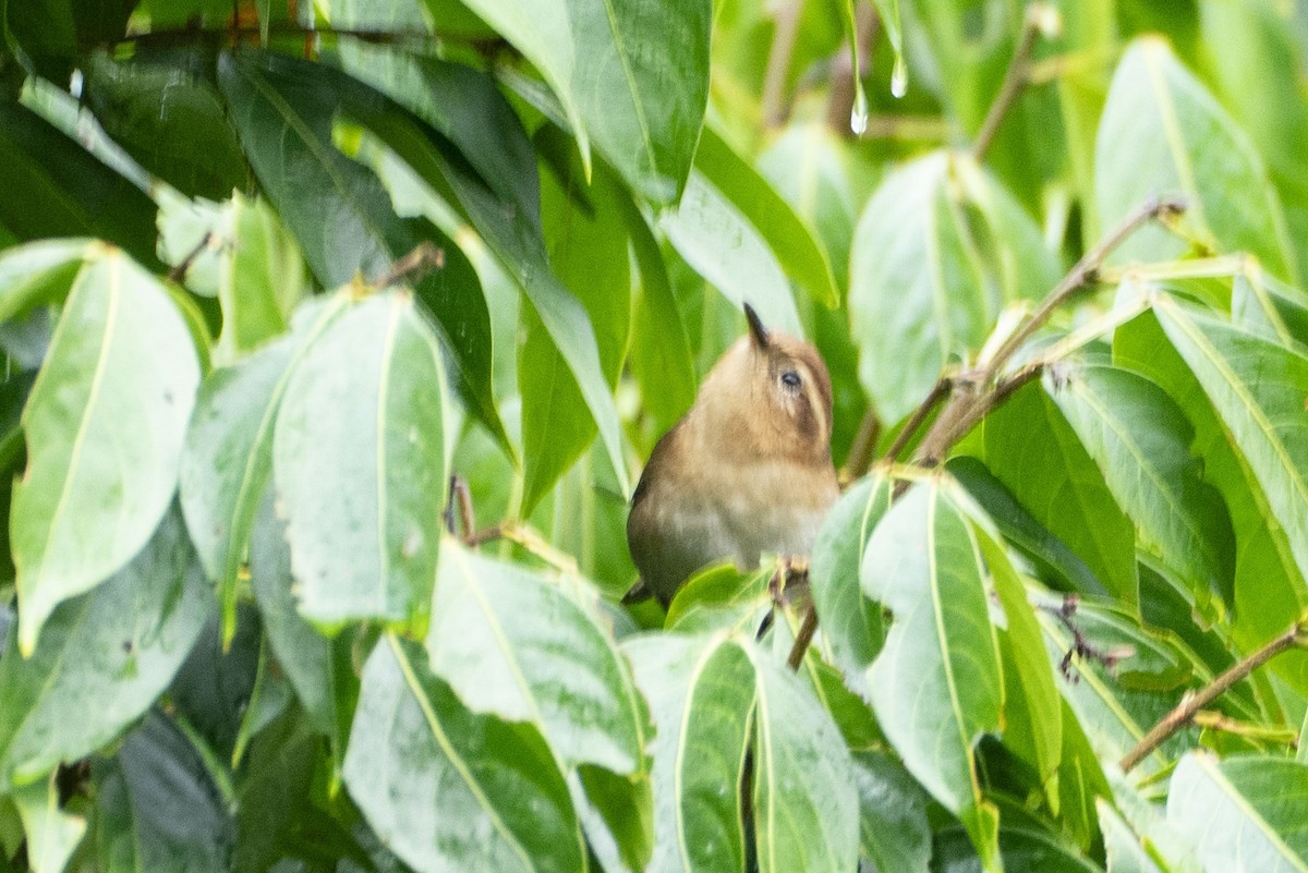 Mountain Wren - ML636330618