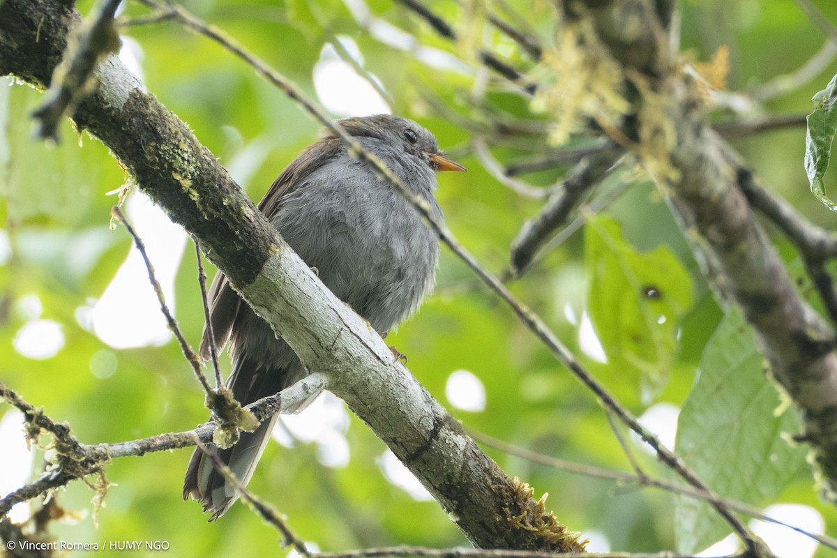 Andean Solitaire - ML636330626