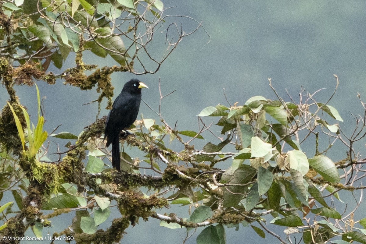 Scarlet-rumped Cacique - ML636330628