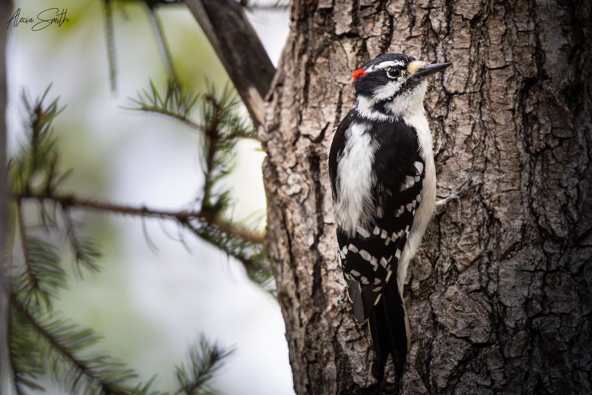 Downy Woodpecker - ML636330629