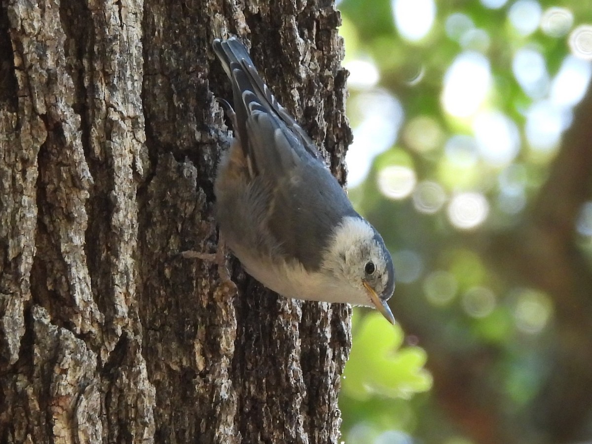 White-breasted Nuthatch - ML636330630