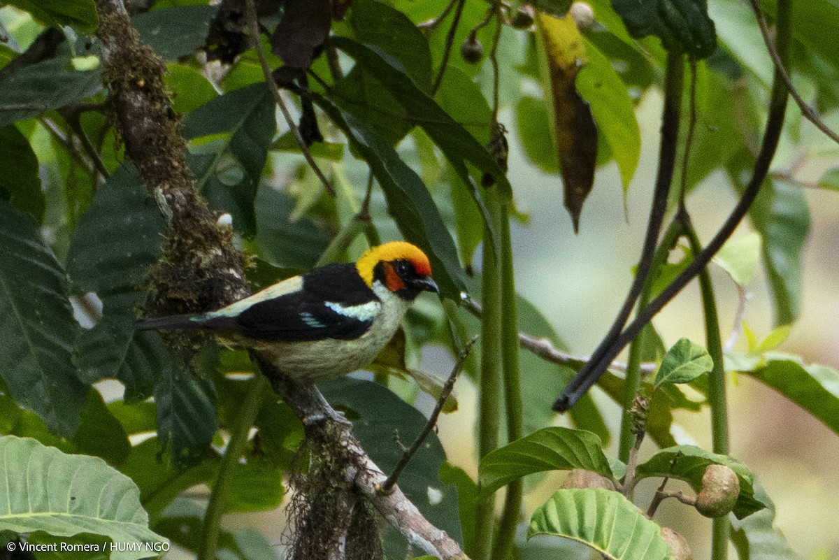 Flame-faced Tanager - ML636330632