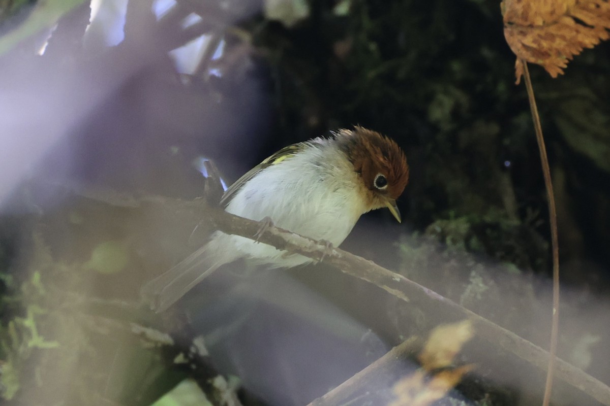 Sunda Warbler - ML636330634