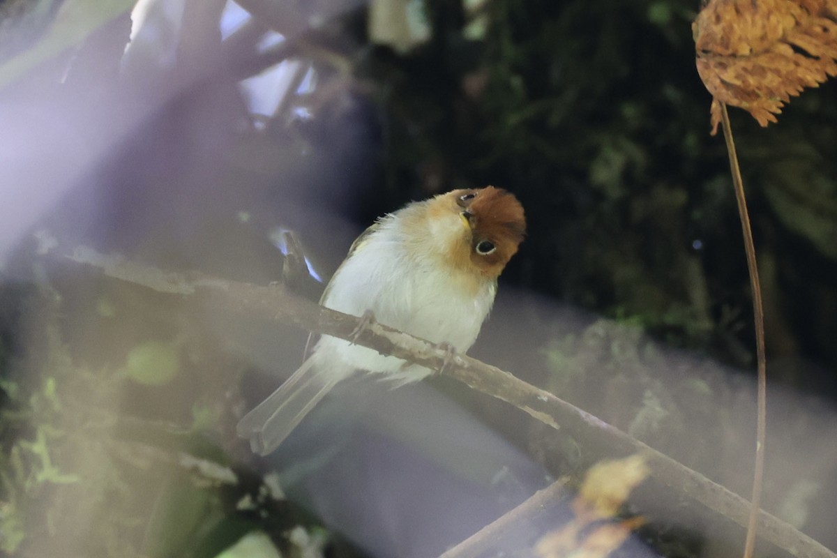 Sunda Warbler - ML636330636
