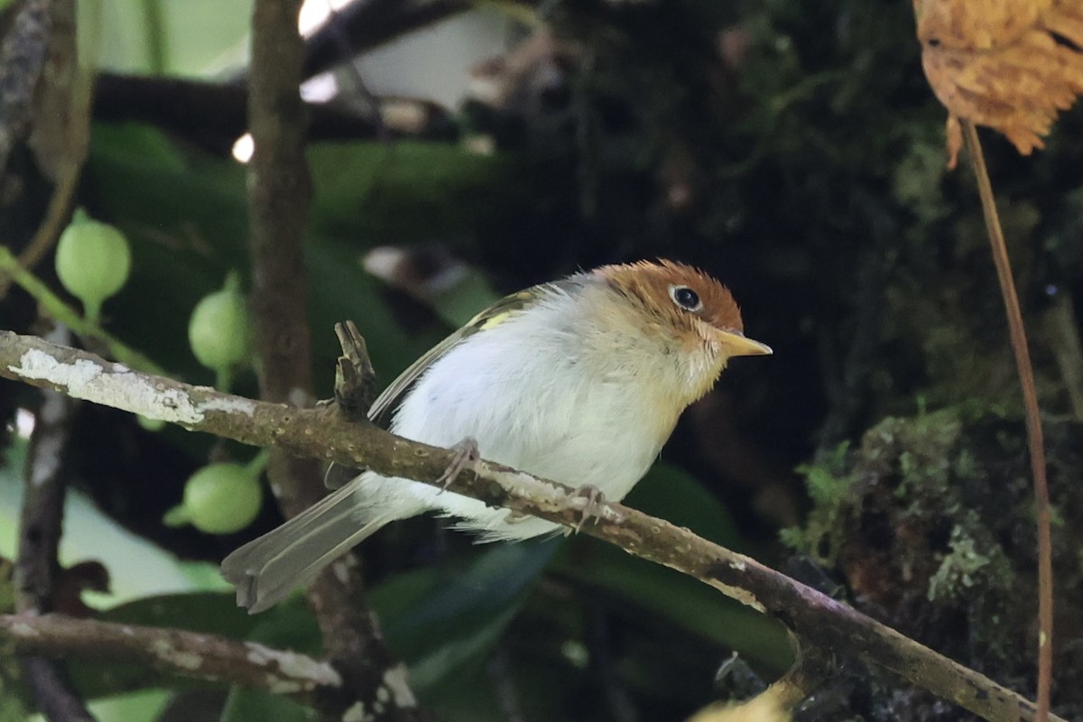 Sunda Warbler - ML636330638