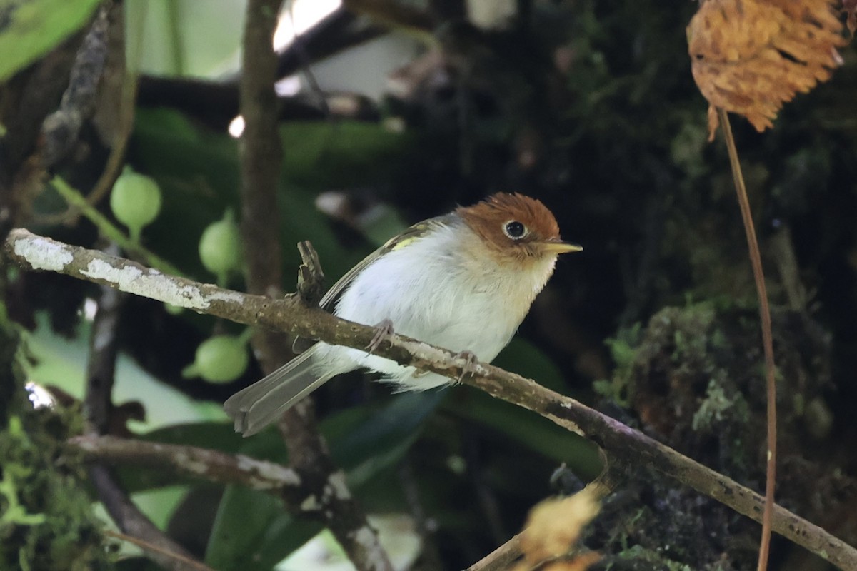 Sunda Warbler - ML636330639
