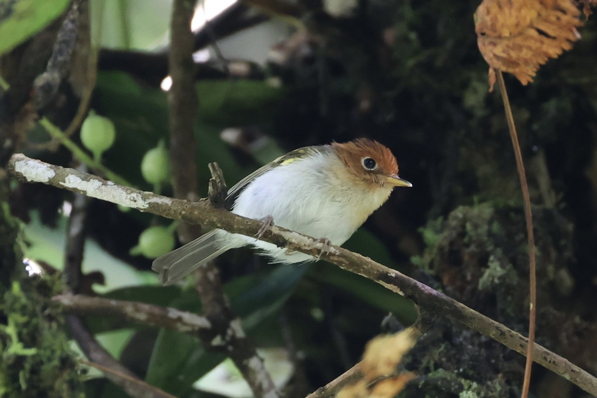 Sunda Warbler - ML636330640