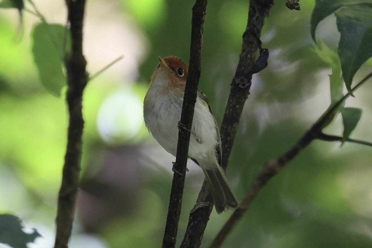 Sunda Warbler - ML636330642