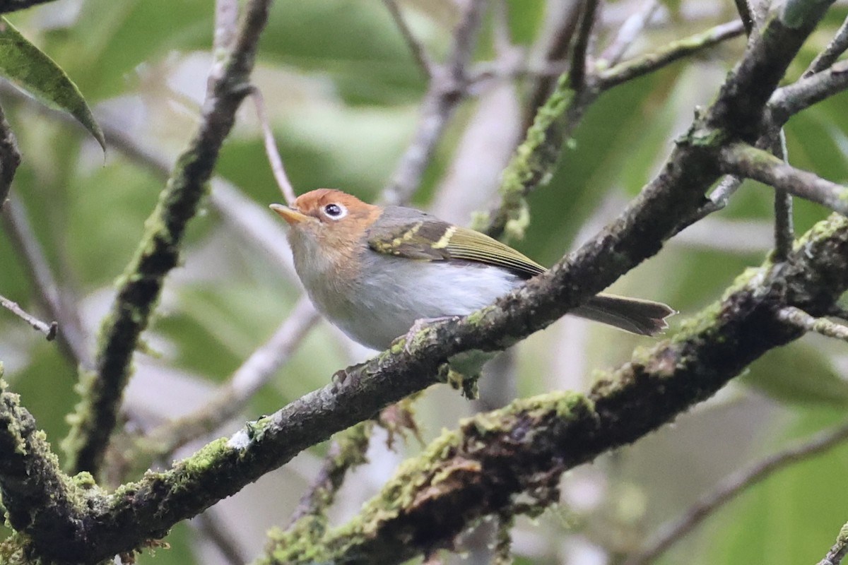 Sunda Warbler - ML636330643