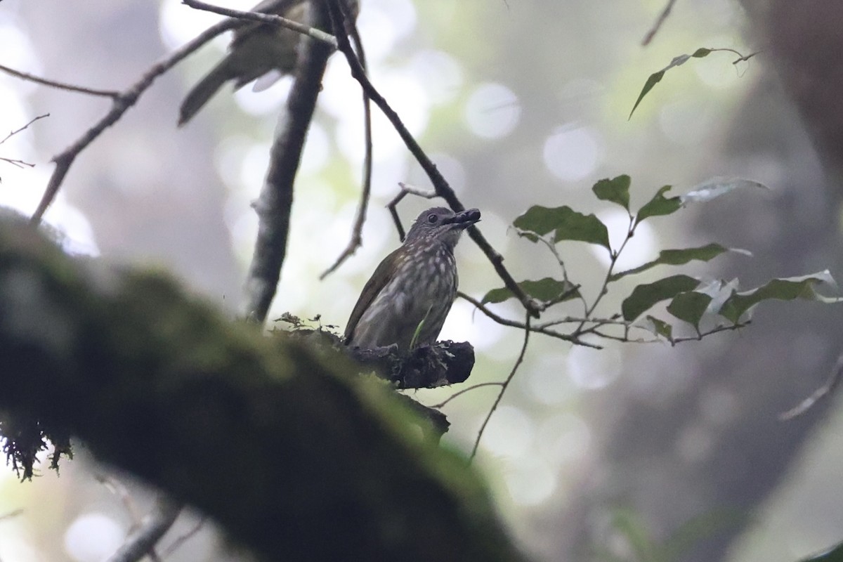 Javan Bulbul - ML636330668